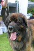 DSC_4636.jpg