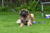 DSC_4317.jpg
